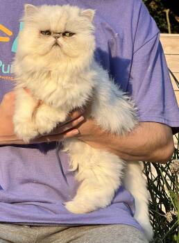 Melody -  Persian Cat for Adoption in Valparaiso, Indiana - Melody | PetCurious