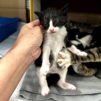Domestic Short Hair Cats Available for Adoption in Long Beach, California - Brynn | PetCurious