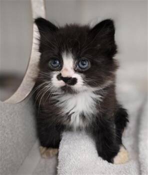 TAMPA -  Domestic Short Hair Cat for Adoption in Dallas, Texas - TAMPA | PetCurious