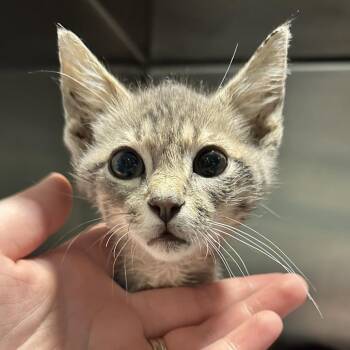 Jerry -  Domestic Short Hair Cat for Adoption in Chattanooga, Tennessee - Jerry | PetCurious