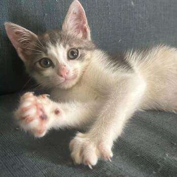 Dilute Calico Cats Available for Adoption in Krum, Texas - Rosemary | PetCurious