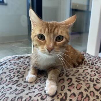 Domestic Short Hair Cats Available for Adoption in Hailey, Idaho - Pixie | PetCurious
