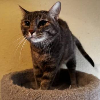 Luna -  Domestic Short Hair Cat for Adoption in Prosper, Texas - Luna | PetCurious