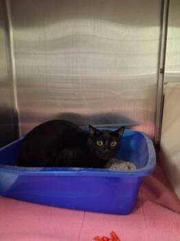 Domestic Short Hair Cats Available for Adoption in Picayune, Mississippi - Shadow | PetCurious