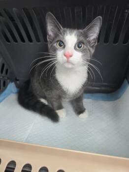 Domestic Short Hair Cats Available for Adoption - Cactus | PetCurious