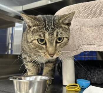 Duke -  Domestic Short Hair Cat for Adoption in Sherwood, Oregon - Duke | PetCurious