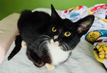 Domestic Short Hair Cats Available for Adoption - Orca | PetCurious