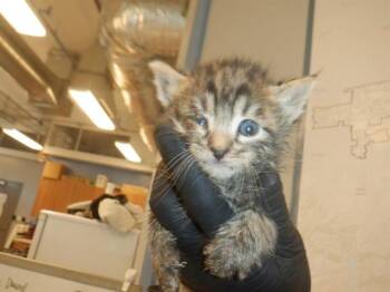 Domestic Short Hair Cats Available for Adoption in San Jose, California - FLASH | PetCurious