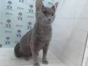 SMOKIE -  Domestic Short Hair Cat for Adoption in Orlando, Florida - SMOKIE | PetCurious