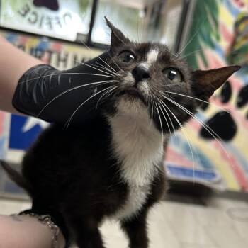 Violet -  Domestic Short Hair Cat for Adoption in Lufkin, Texas - Violet | PetCurious