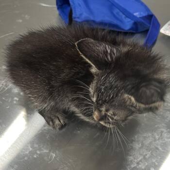 Henry -  Domestic Short Hair Cat for Adoption in Richmond Hill, Georgia - Henry | PetCurious