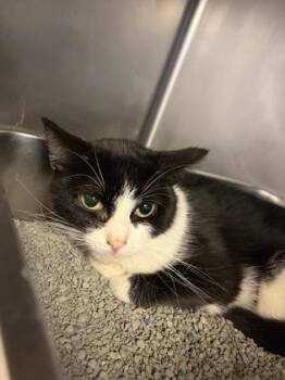 Patches -  Domestic Short Hair Cat for Adoption in South Bend, Indiana - Patches | PetCurious