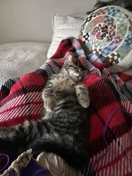 Orbit (26-140 C) -  Domestic Medium Hair Cat for Adoption in Lansing, Michigan - Orbit (26-140 C) | PetCurious