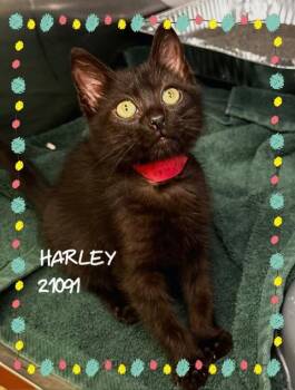 HARLEY -  Domestic Short Hair Cat for Adoption in Marietta, Georgia - HARLEY | PetCurious
