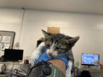 Domestic Short Hair Cats Available for Adoption in Thousand Palms, California - A1915059 | PetCurious