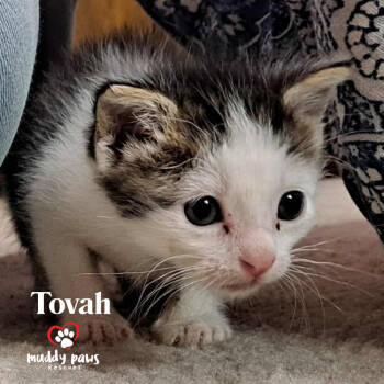 Rescue Domestic Short Hair Cats for Adoption in Council Bluffs, Iowa - Tovah | PetCurious