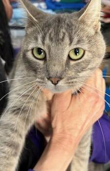 Domestic Short Hair Cats Available for Adoption in Dayton, Minnesota - Dandelion 6-1 | PetCurious