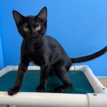 Pudding -  Domestic Medium Hair Cat for Adoption in Mankato, Minnesota - Pudding | PetCurious