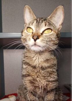 Rescue Domestic Short Hair Cats for Adoption in Waupaca, Wisconsin - Mollz | PetCurious