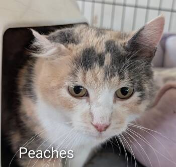 Domestic Short Hair Cats Available for Adoption in Colfax, Iowa - Peaches | PetCurious