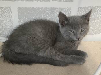 Xatu - 10845 -  Domestic Short Hair Cat for Adoption in Sainte-angèle-de-monnoir, Quebec - Xatu - 10845 | PetCurious