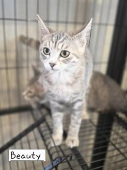 Beauty       GFRCC -  Domestic Short Hair Cat for Adoption in Metamora, Illinois - Beauty       GFRCC | PetCurious