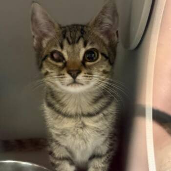 Pretzel -  Domestic Short Hair Cat for Adoption in Columbus, North Carolina - Pretzel | PetCurious