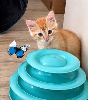 Oliver -  Domestic Short Hair Cat for Adoption in Gilbert, Arizona - Oliver | PetCurious