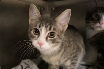 Rescue Domestic Short Hair Cats for Adoption in New Milford, Connecticut - Jasper | PetCurious