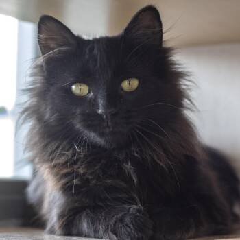 Mystique -  Domestic Long Hair Cat for Adoption in Pontiac, Michigan - Mystique | PetCurious