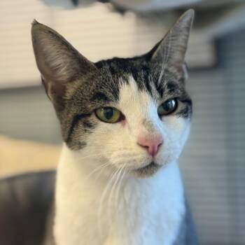 Domestic Short Hair Cats Available for Adoption - Bobbi | PetCurious