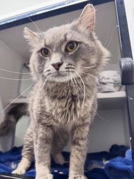 Domestic Medium Hair Cats Available for Adoption in Levittown, Pennsylvania - Goose | PetCurious