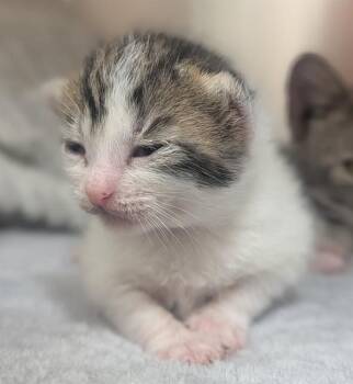 EDGAR -  Domestic Short Hair Cat for Adoption in Fort Lauderdale, Florida - EDGAR | PetCurious