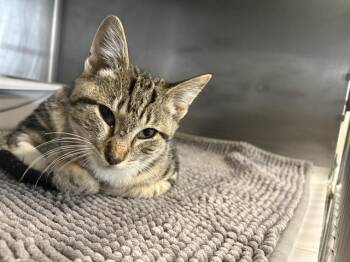CARMINE* -  Domestic Short Hair Cat for Adoption in Santa Cruz, California - CARMINE* | PetCurious