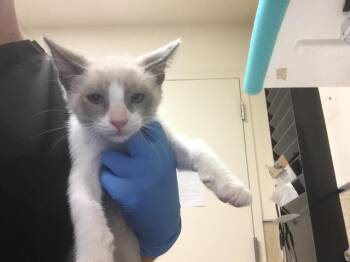 Domestic Short Hair Cats Available for Adoption - YUTA | PetCurious