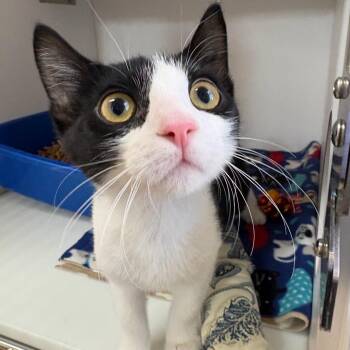 Cutie Pie -  Domestic Short Hair Cat for Adoption in Kanab, Utah - Cutie Pie | PetCurious