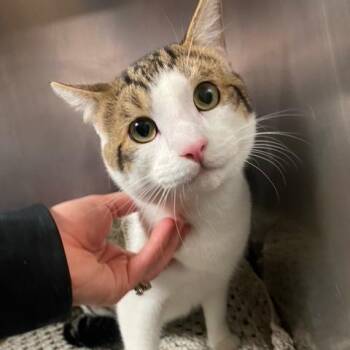 Domestic Short Hair Cats Available for Adoption - Milo | PetCurious