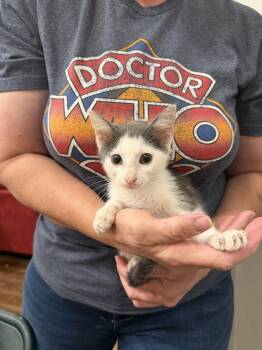 Chonkasaurus (Available for pre-adoption) -  Domestic Short Hair Cat for Adoption in Camden, South Carolina - Chonkasaurus (Available For Pre-adoption) | PetCurious