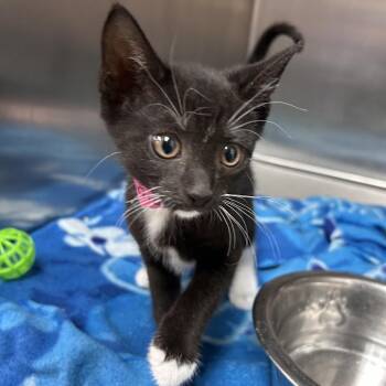 Domestic Short Hair Cats Available for Adoption - Sarabi | PetCurious