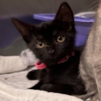 Rescue Domestic Short Hair Cats for Adoption in Napoleon, Ohio - Aaron 19C25 | PetCurious