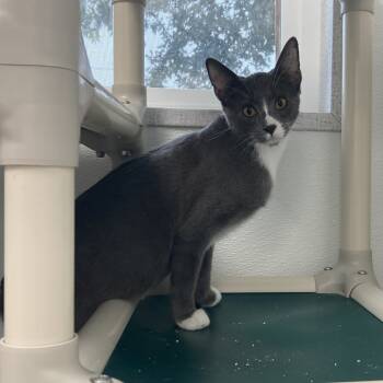 Rescue Domestic Short Hair Cats for Adoption in St. Helena, California - Banks | PetCurious