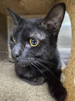 Domestic Short Hair Cats Available for Adoption in Lawrenceville, Georgia - Sx Suite Arlo | PetCurious