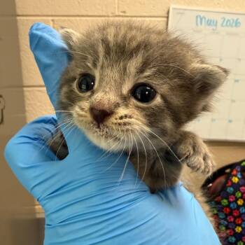 Static -  Domestic Short Hair Cat for Adoption in Troy, Virginia - Static | PetCurious