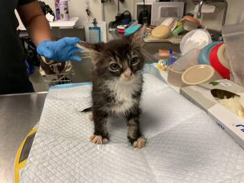 KAMILAH -  Domestic Medium Hair Cat for Adoption in Ontario, California - KAMILAH | PetCurious