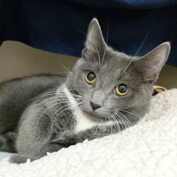 Domestic Short Hair Cats Available for Adoption in Michigan City, Indiana - Boots | PetCurious