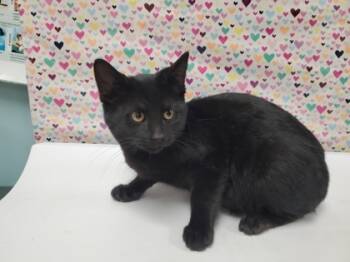 Rescue Domestic Short Hair Cats for Adoption in Maumee, Ohio - Corn | PetCurious