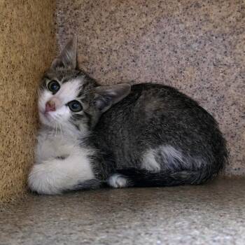Cholula -  Domestic Short Hair Cat for Adoption in Cheyenne, Wyoming - Cholula | PetCurious