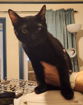 Domestic Short Hair Cats Available for Adoption - Justin | PetCurious