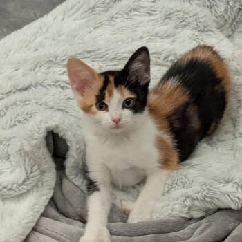 Starburst -  Domestic Short Hair Cat for Adoption in Cumming, Georgia - Starburst | PetCurious