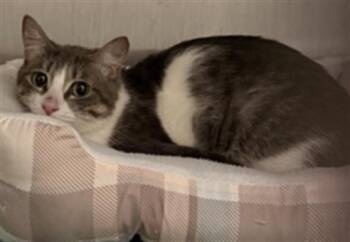 SASHA -  Domestic Medium Hair Cat for Adoption in Redlands, California - SASHA | PetCurious